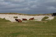 Cows in a Sandy Cove