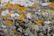 Colourful Lichen