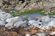 Pebbles on Galson Beach